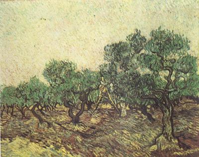 Vincent Van Gogh Olive Picking (nn04) Norge oil painting art